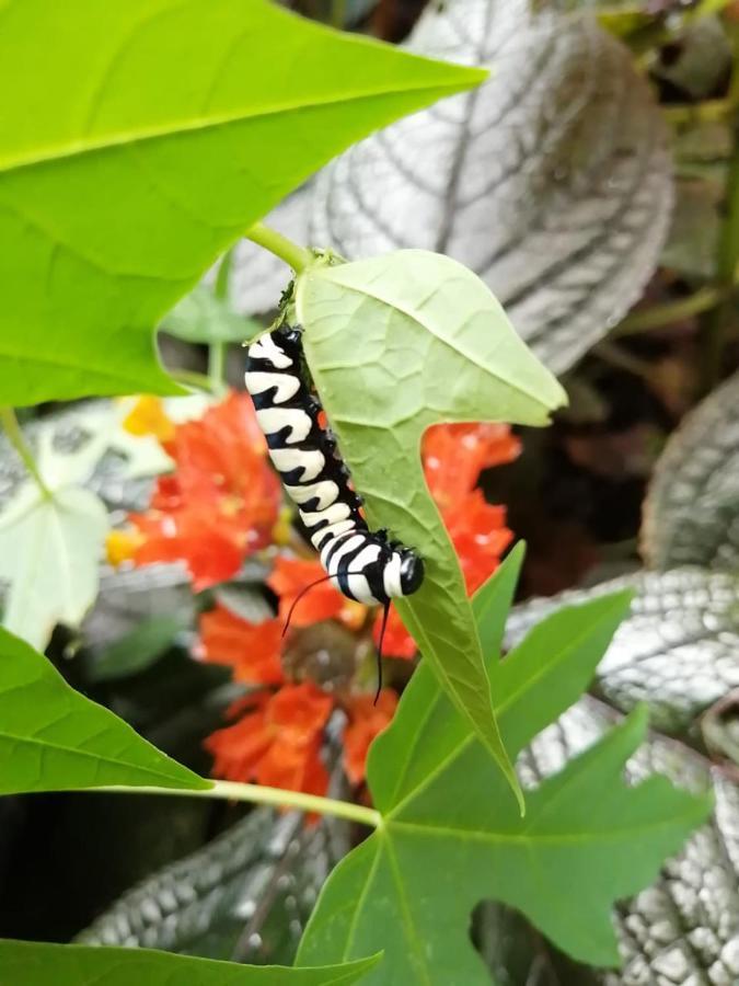 Cahuita Lodge Kültér fotó
