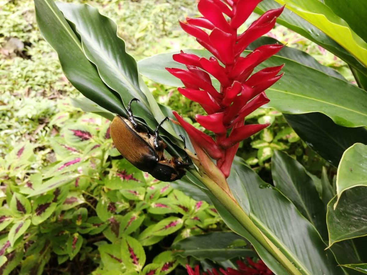 Cahuita Lodge Kültér fotó